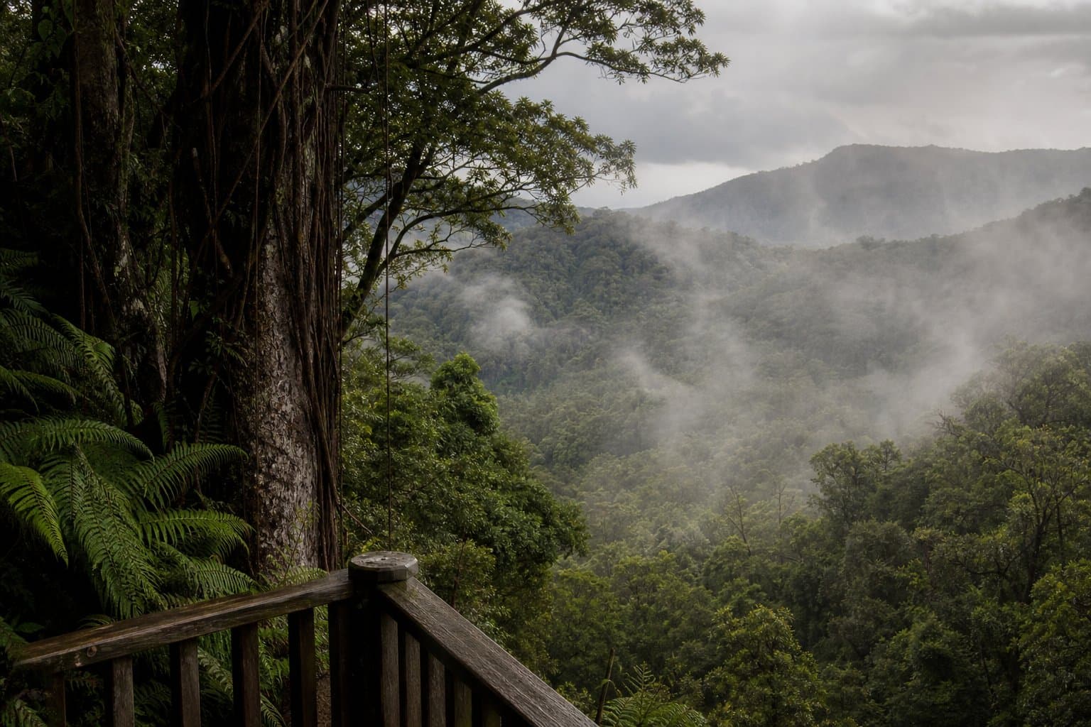 Cover Image for Exploring Paluma Range National Park: Rainforest Hikes and Waterfalls