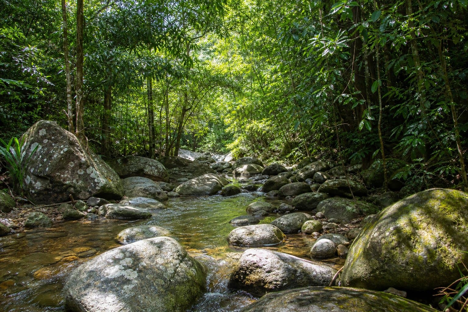 Cover Image for The Terraces: Rock Hopping in Bowling Green Bay National Park