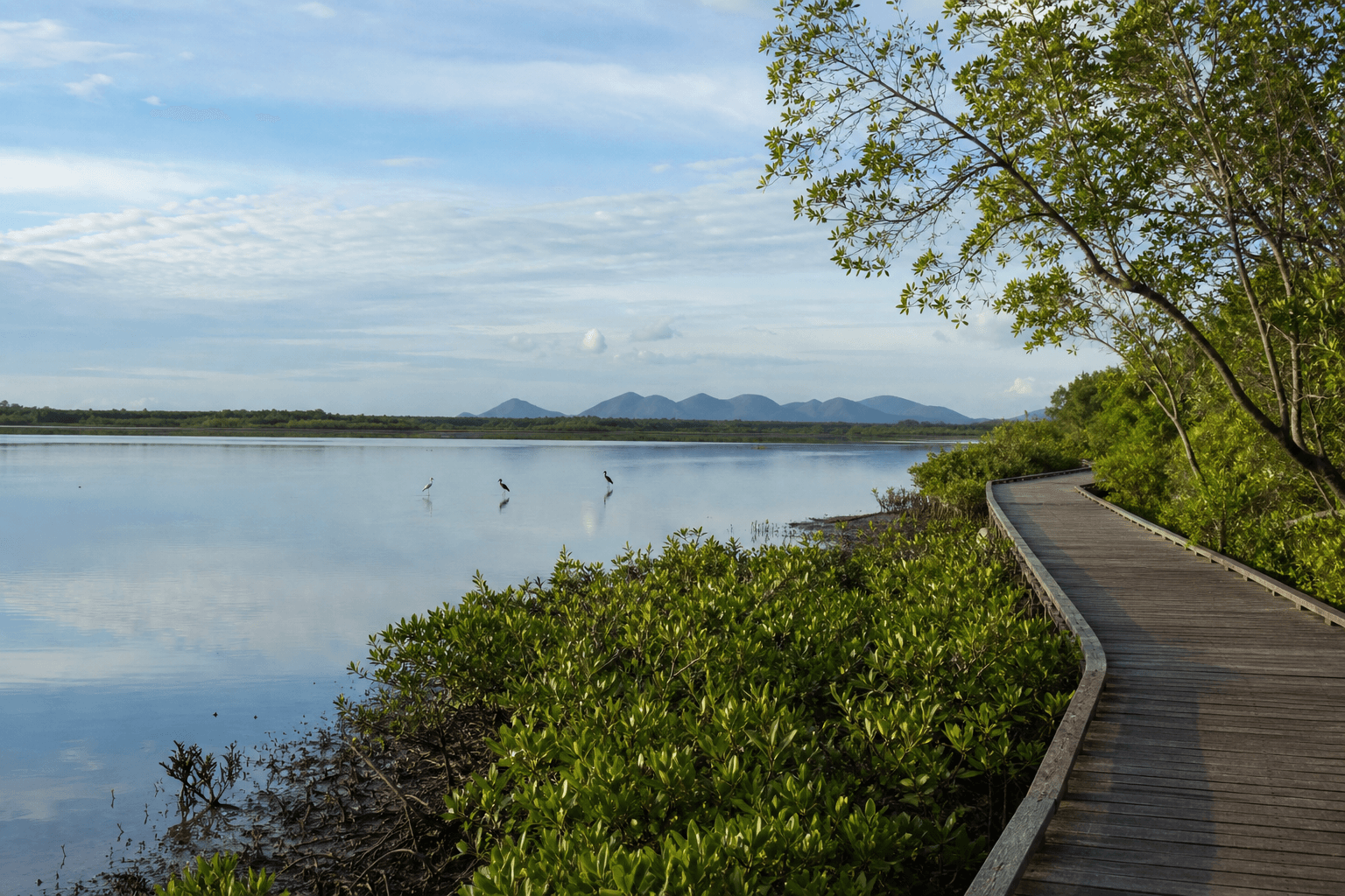 Cover Image for Townsville Town Common Walking Trails: Birds, Boardwalks & Flat Miles