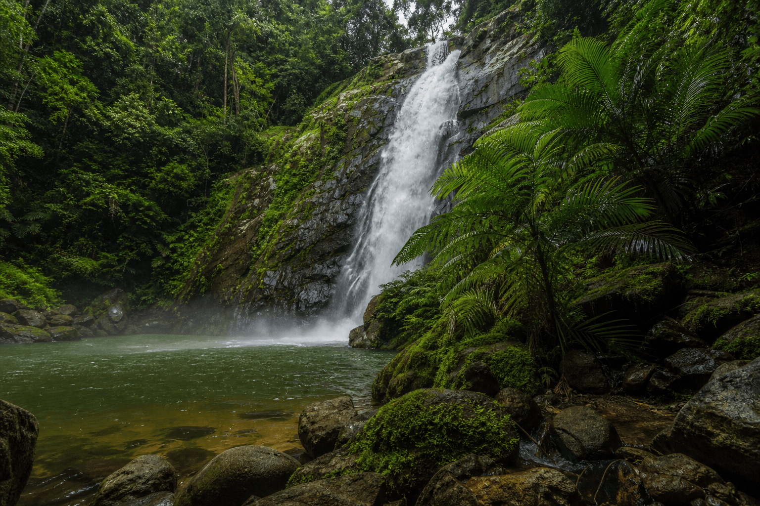 Cover Image for Wooroonooran & Misty Mountains Day Walks Near Cairns