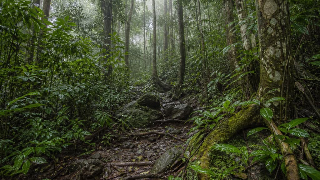 Cover Image for Mount Bartle Frere summit walk: Wooroonooran National Park guide